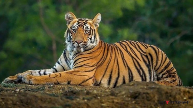 বিশ্ব বাঘ দিবস: বাঘ বাঁচুক ‘বাঘের মতোই’, বাঁচুক সুন্দরবনের প্রাণ