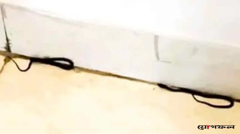 শিক্ষা মন্ত্রণালয়ে সাপের হানা